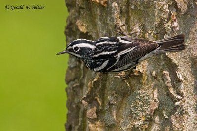 Black - and - white Warbler  3