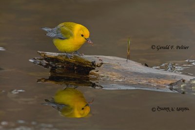 Prothonotary Warbler  8