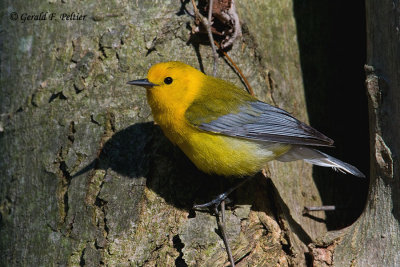   Prothonotary Warbler  9