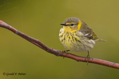 Cape May Warbler  2  (f)