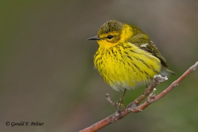 Cape May Warbler  3