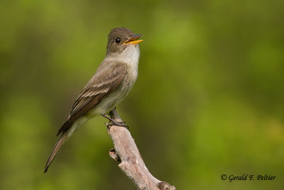 Eastern Wood - Pewee  2