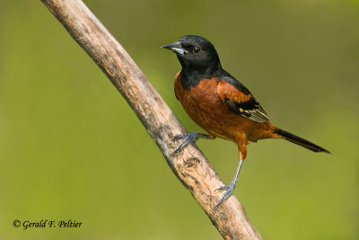   Orchard Oriole 