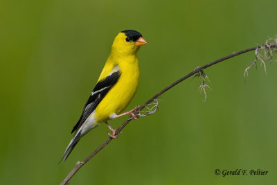 American Goldfinch  4