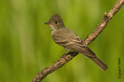 Eastern Wood - Pewee   4