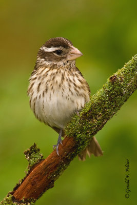 Rose - breasted Grosbeak  (f)