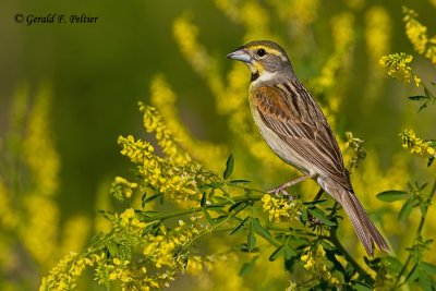 Dickcissel   2