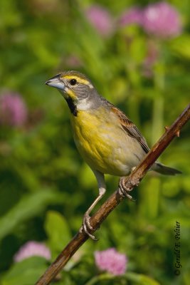   Dickcissel   3