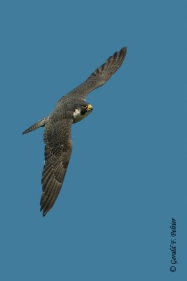 Peregrine Falcon  