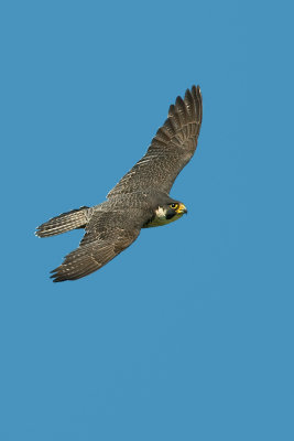 Peregrine Falcon    Voltaire 
