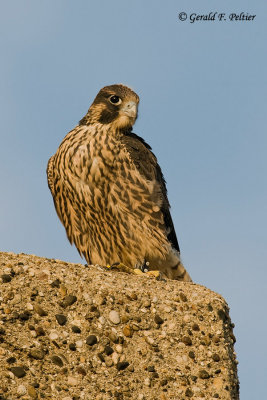 Peregrine Falcon    Spitfire 
