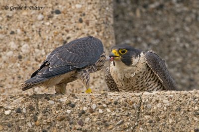 Peregrine Falcon  