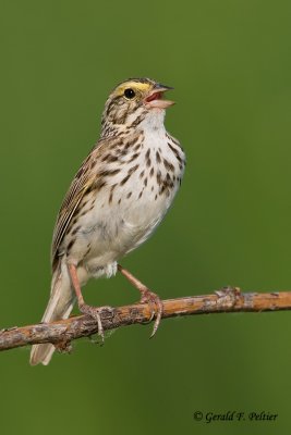 Savannah Sparrow  3