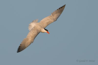 Caspian Tern 4