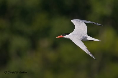 Caspian Tern 5