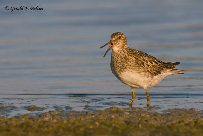 Pectoral Sandpiper