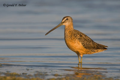 Short - billed Dowitcher