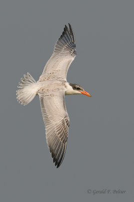 Caspian Tern 8