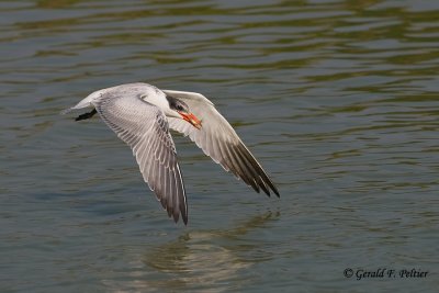 Caspian Tern 9