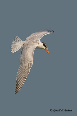 Caspian Tern 10