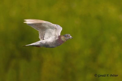 Rock Pigeon