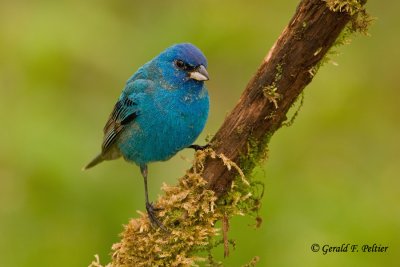 Indigo Bunting 