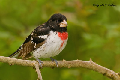 Rose - breasted Grosbeak