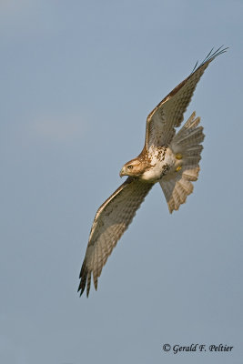 ( 1st yr ) Red - tailed Hawk  17