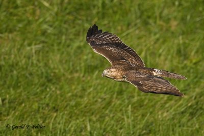 Red - tailed Hawk  18