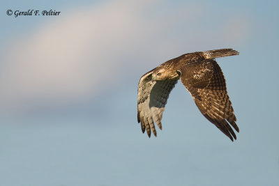 Red - tailed Hawk  20
