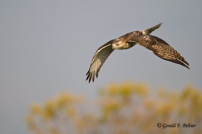 Red - tailed Hawk  24