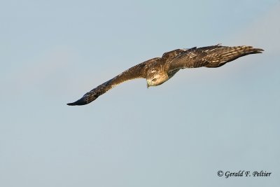Red - tailed Hawk  25