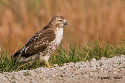 Red - tailed Hawk  26