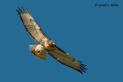 Red - tailed Hawk   27