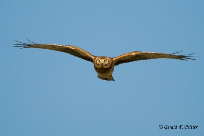 Northern Harrier  51