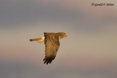 Northern Harrier  52  