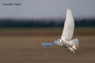 Snowy Owl ,  taking flight .    