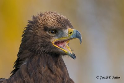 Steppe's +  Golden Eagle - hybrid  ( captive )