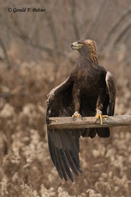 Golden Eagle  6  (captive )
