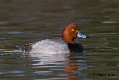 Redhead