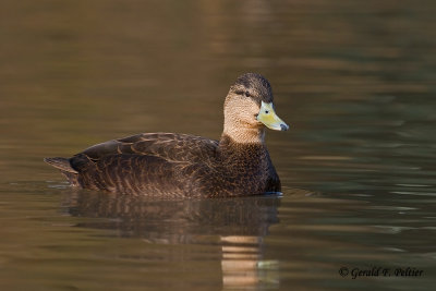 American Black Duck