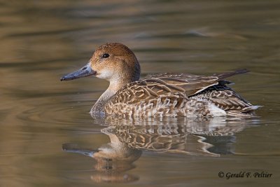Northern Pintail  (f)