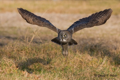 Great Gray Owl 