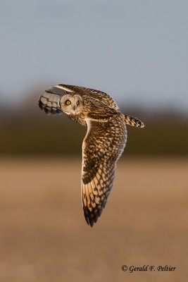 Short - eared Owl