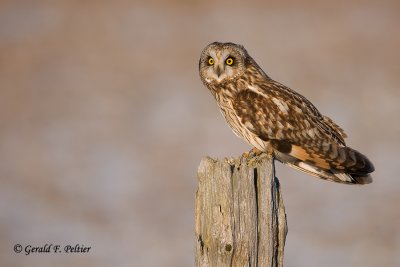 Short - eared Owl