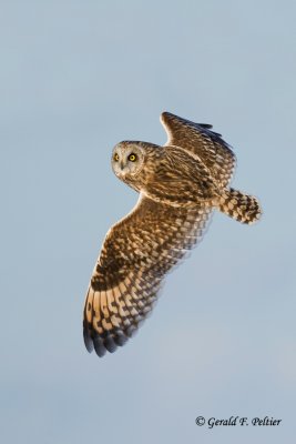 Short - eared Owl