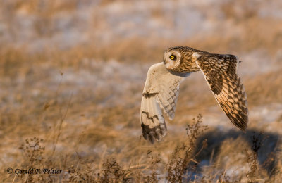 Short - eared Owl