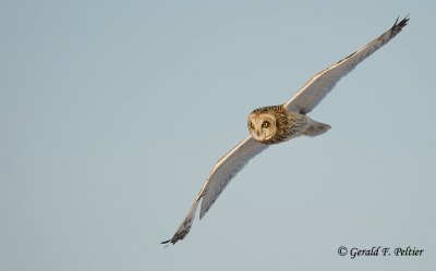 Short - eared Owl