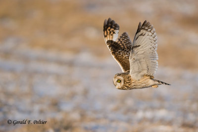 Short - eared Owl