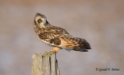 Short - eared Owl